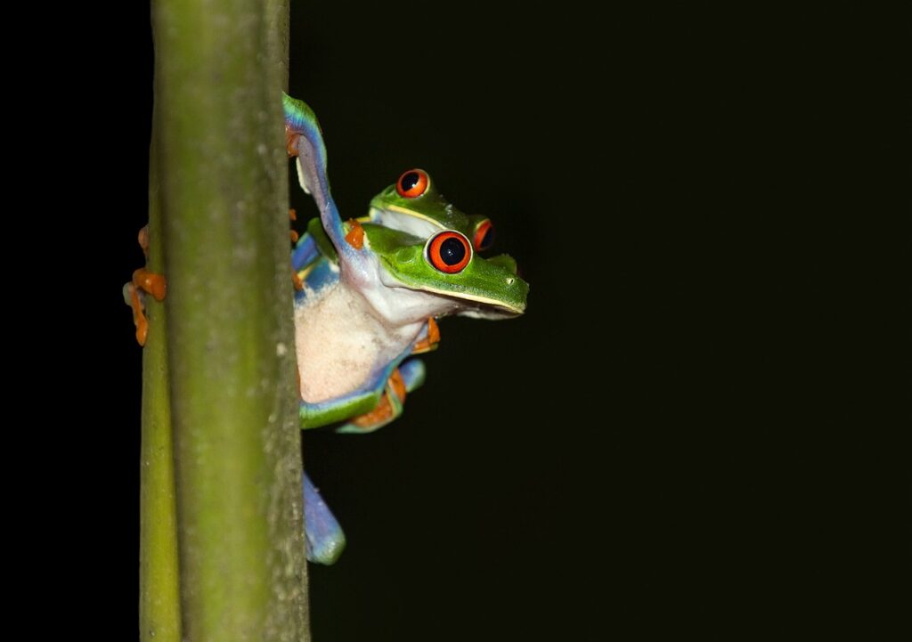 tree frogs